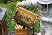 Godillot apiculteur